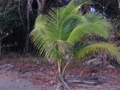 Cocos nucifera