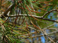 Lasioglossum calophyllae