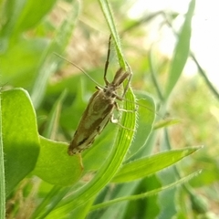 Hednota pleniferellus