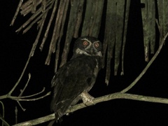 Pulsatrix perspicillata