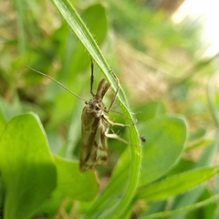 Hednota pleniferellus