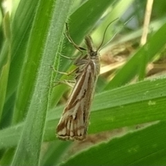 Hednota pleniferellus