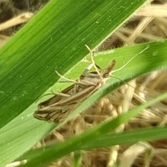Hednota pleniferellus