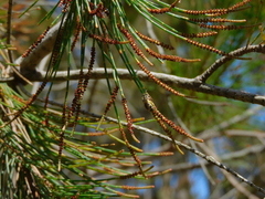 Lasioglossum calophyllae