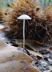 Mycena galopus