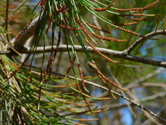 Lasioglossum calophyllae