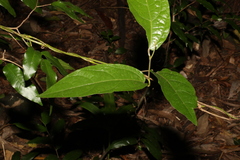 Aristolochia praevenosa