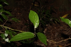 Aristolochia praevenosa