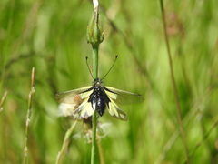 Libelloides coccajus