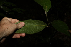 Aristolochia praevenosa