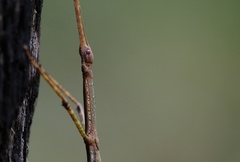 Phasmatini
