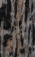 Phasmatini