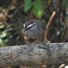Montecincla fairbanki