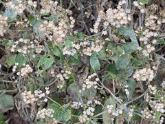 Ageratina riparia