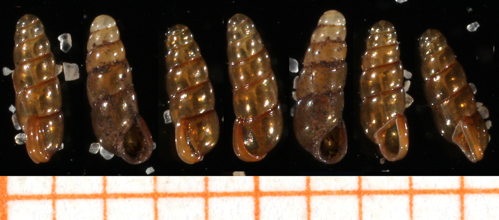 Platyla callostoma