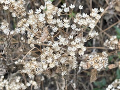 Ageratina riparia