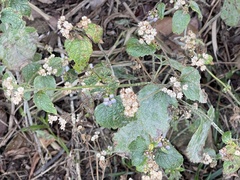 Ageratina riparia