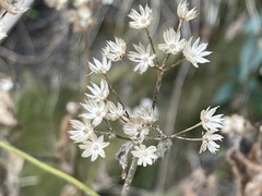 Ageratina riparia