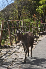 Nilgiritragus hylocrius