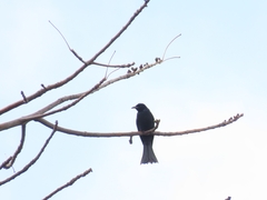 Dicrurus hottentottus