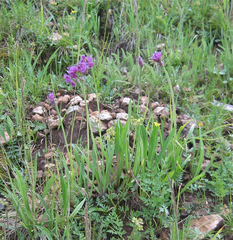 Allium geyeri