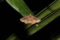 Paradromulia ambigua