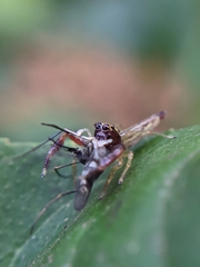 Indopadilla insularis