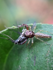 Indopadilla insularis