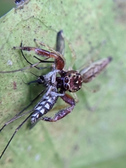 Indopadilla insularis