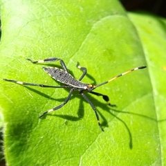 Gelonus