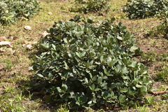 Strobilanthes kunthiana