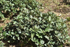 Strobilanthes kunthiana