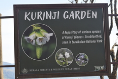 Strobilanthes kunthiana