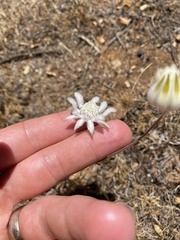 Actinotus leucocephalus