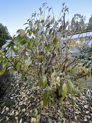 Corylopsis