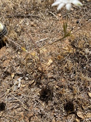 Actinotus leucocephalus