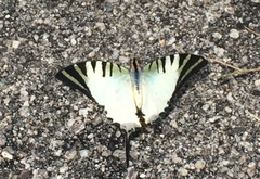 Graphium antiphates itamputi