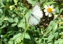 Appias libythea olferna