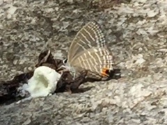 Jamides celeno aelianus