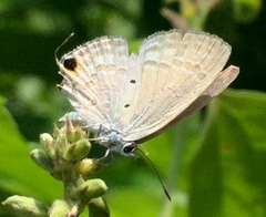 Catochrysops strabo strabo