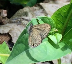 Prosotas nora superdates