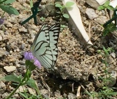 Appias libythea olferna