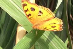 Junonia almana javana