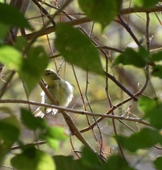 Phylloscopus