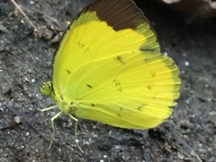 Eurema sari