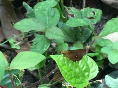 Iambrix salsala salsala