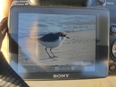 Charadrius alexandrinus