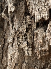 Hypomecis externaria