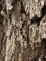 Hypomecis externaria