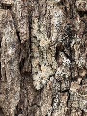 Hypomecis externaria